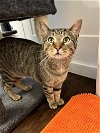 adoptable Cat in nashville, IL named Bagel