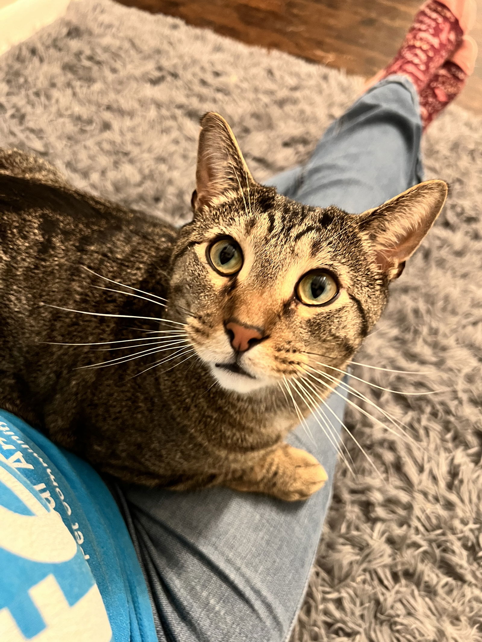 adoptable Cat in Nashville, TN named Bagel