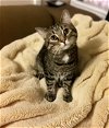 adoptable Cat in nashville, IL named Grover