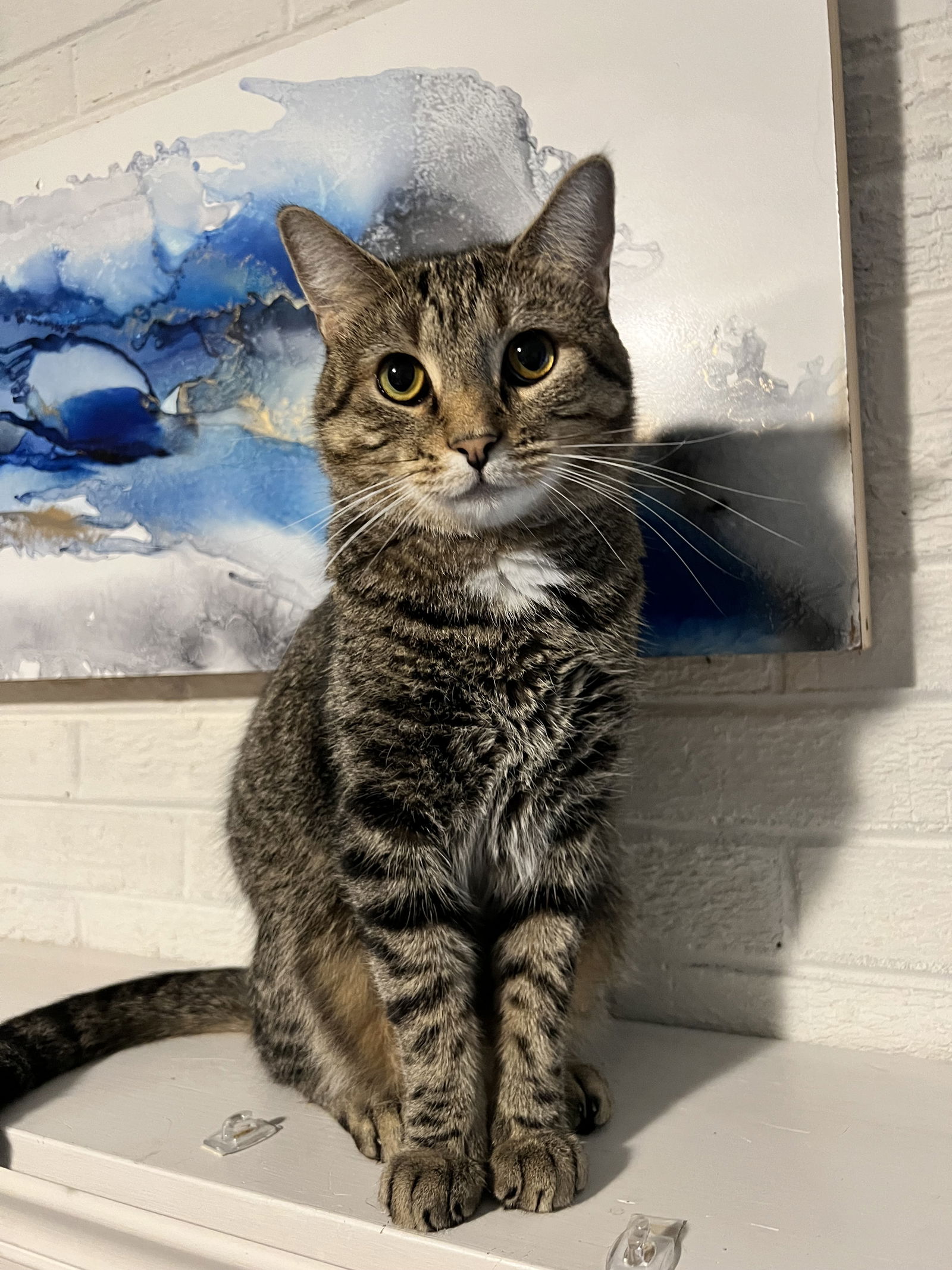 adoptable Cat in Nashville, TN named Grover