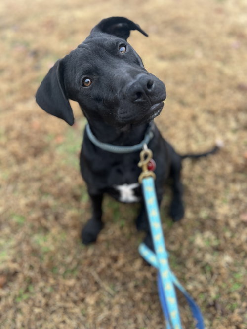 Oz