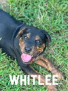 Whitlee