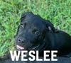 Weslee