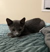 Gray Guy
