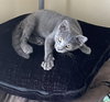Gray Guy