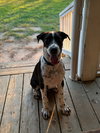 Hank Junior