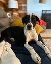 Hank Junior