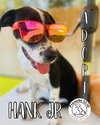 Hank Junior