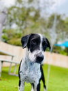 Hank Junior