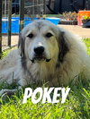 Pokey Paisley