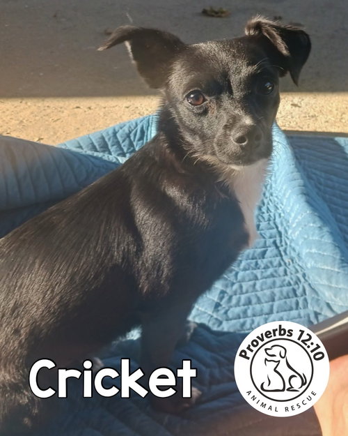 Cricket