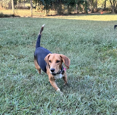 Bandit Beagle