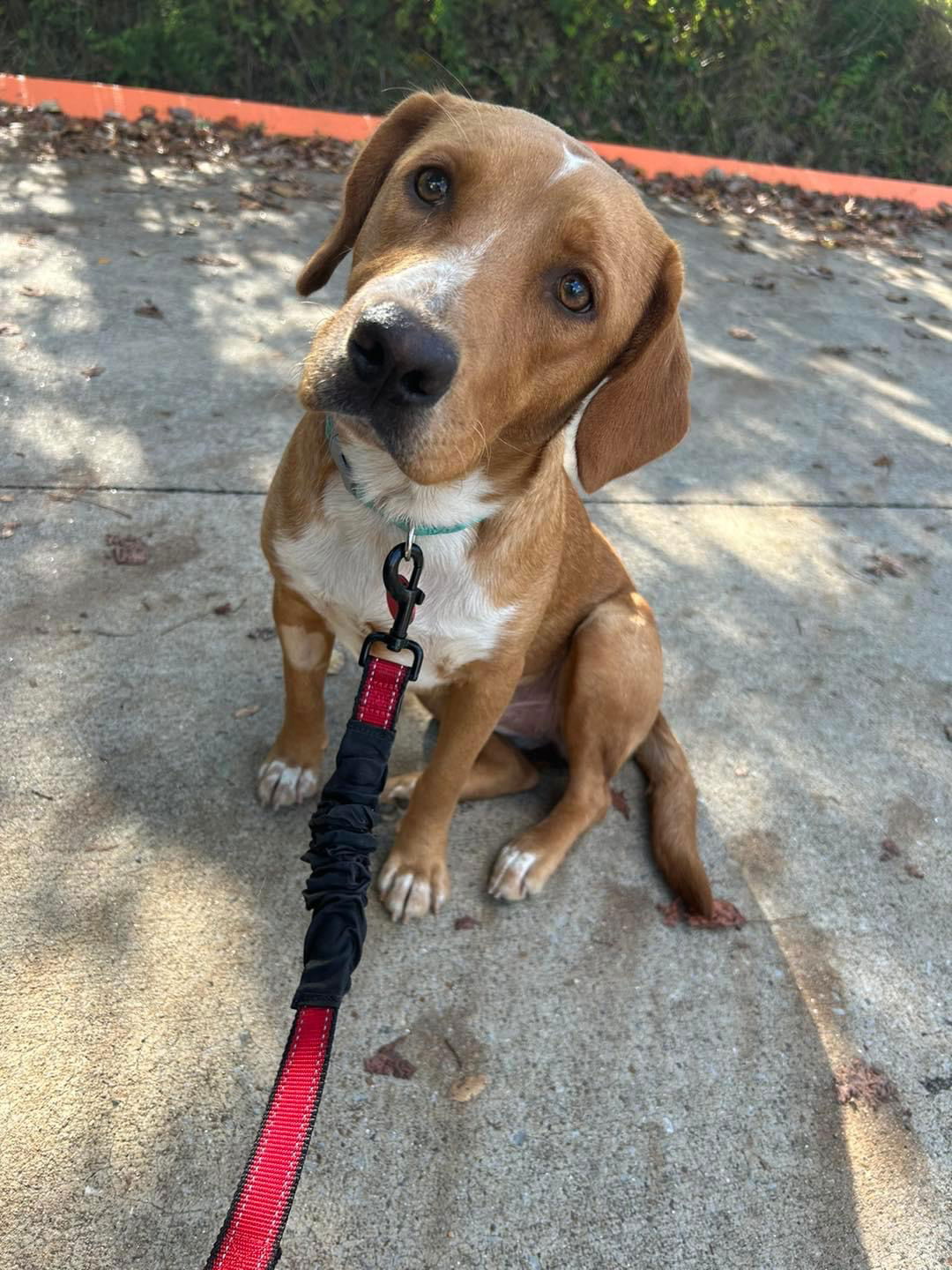 Dog for Adoption - Hannah, a Labrador Retriever in Nashville, TN ...