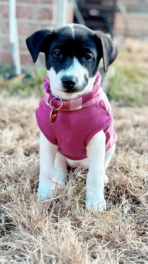 Jovie Mae