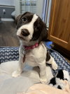 Maggie Moo