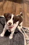Maggie Moo