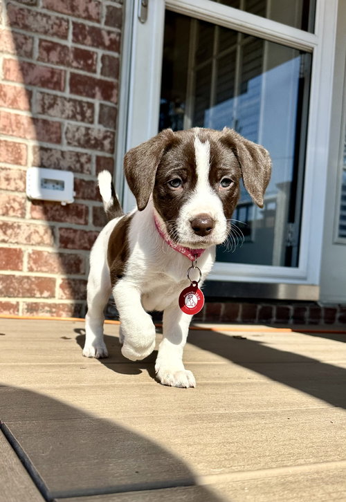 Maggie Moo