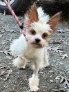 Gizmo Yorkie
