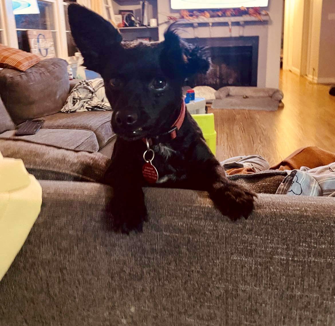 Dog adoption in Nashville, TN 37221 Chihuahua / Dachshund / Mixed