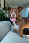 adoptable Dog in nashville, IL named Sophia Smith