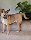 adoptable Dog in nashville, IL named Sandy Smith