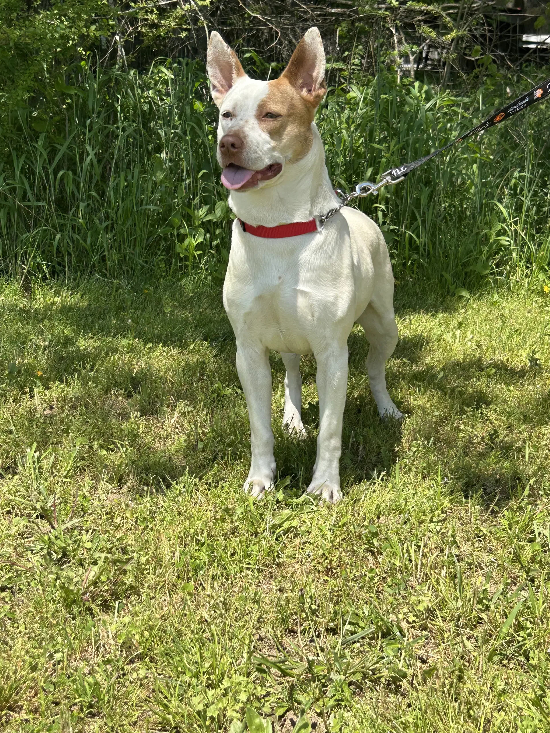 Shandi Smith - Pit Bull Terrier