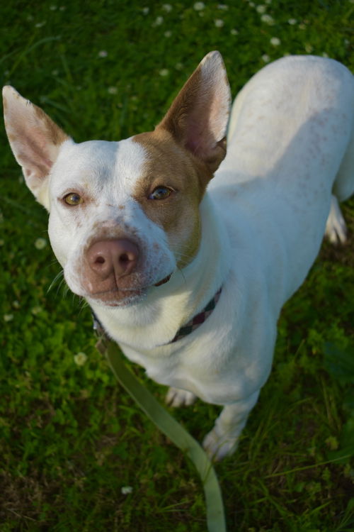 picture of the dog needing adoption