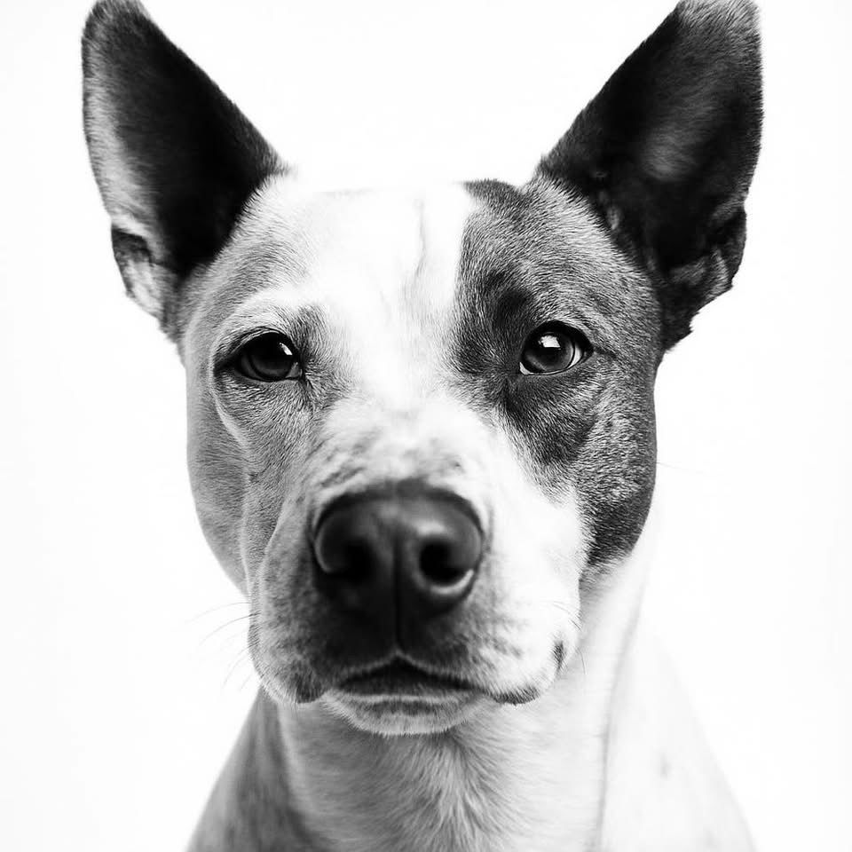adoptable Dog in Springfield, TN named Shandi Smith