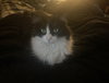CeCe