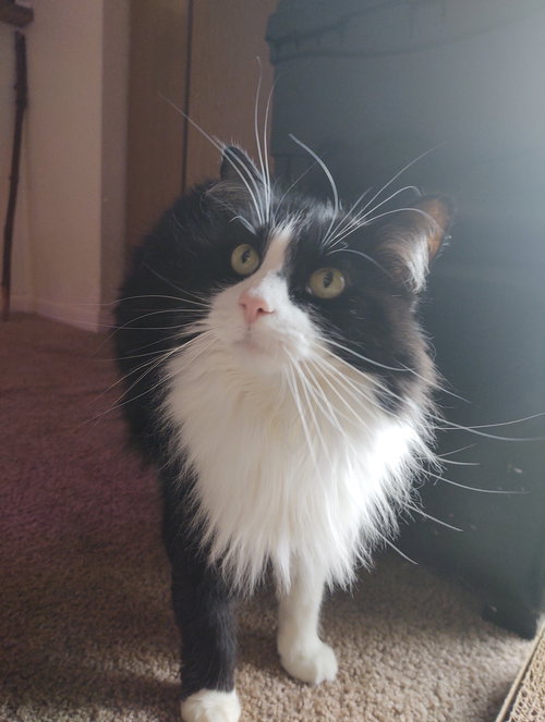 CeCe