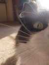 CeCe