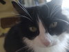 CeCe