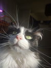 CeCe