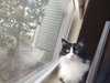 CeCe