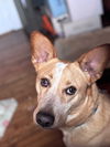 Beau