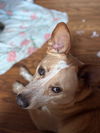 Beau