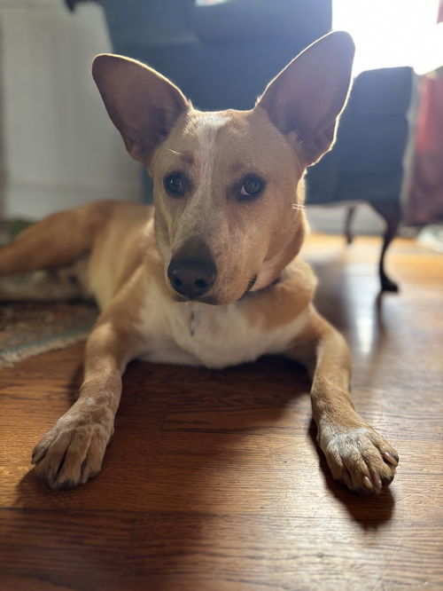 Beau
