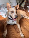 adoptable Dog in  named Beau