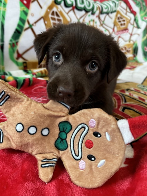 Rosie