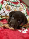 Rosie