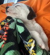 Mazie