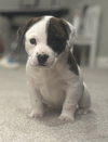 Mazie