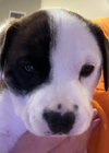 Mazie