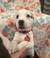 Willow