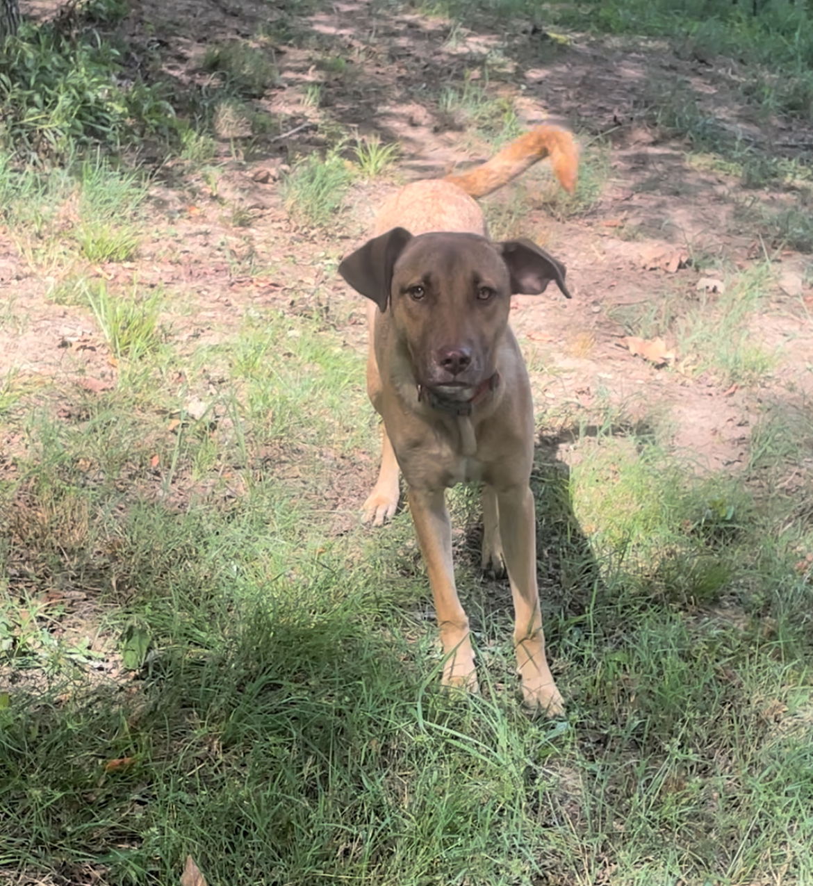 adoptable Dog in Nashville, TN named Ms. Justice