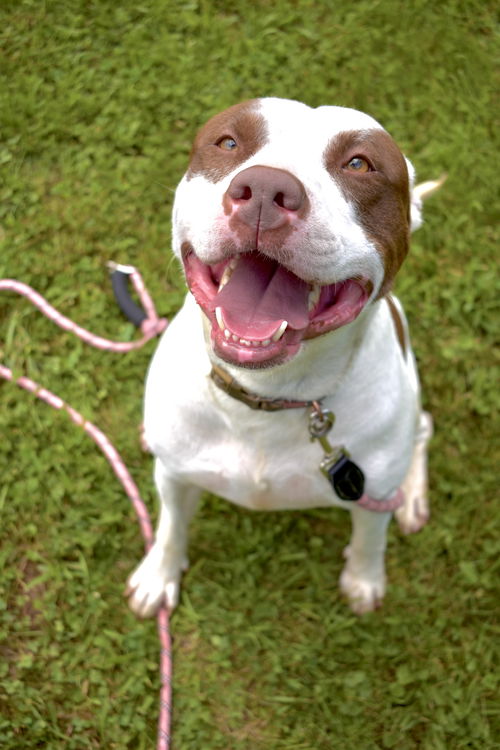 Joy Bella