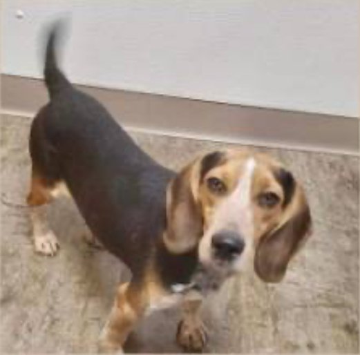 adoptable Dog in Nashville, TN named Bradford