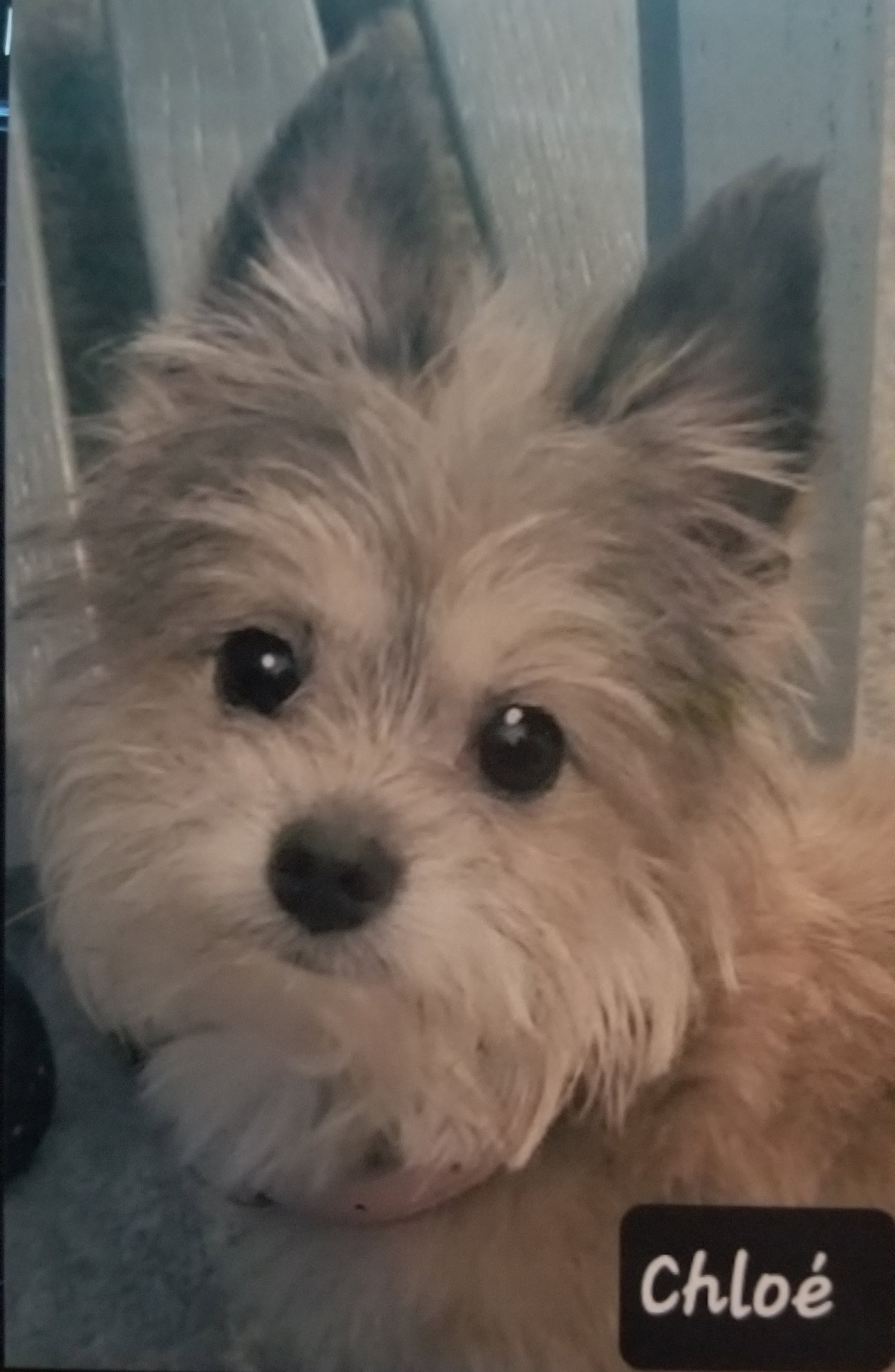 Dog for Adoption Chloe Faye, a Yorkshire Terrier Yorkie in Nashville