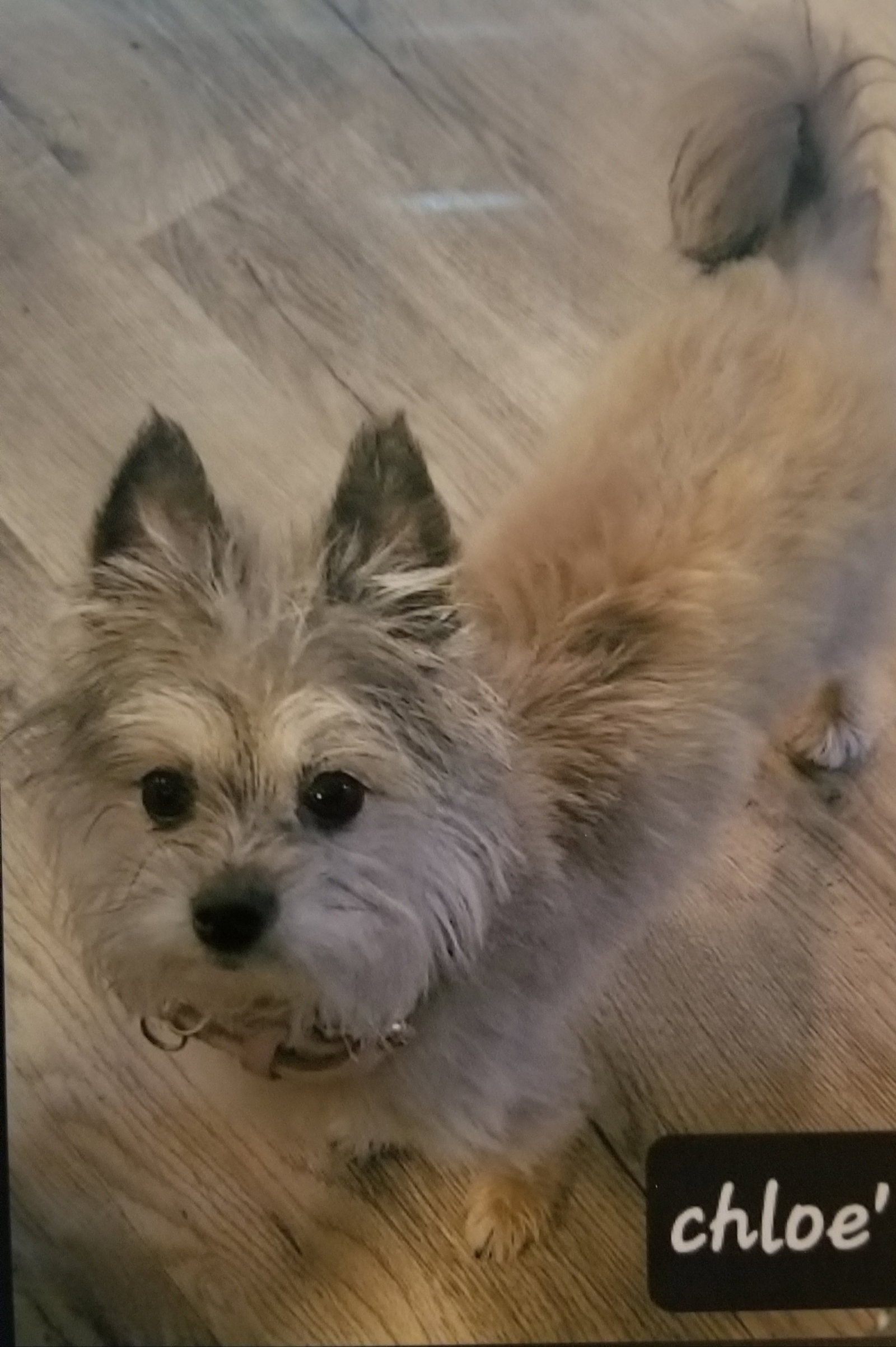 Dog for Adoption Chloe Faye, a Yorkshire Terrier Yorkie in Nashville