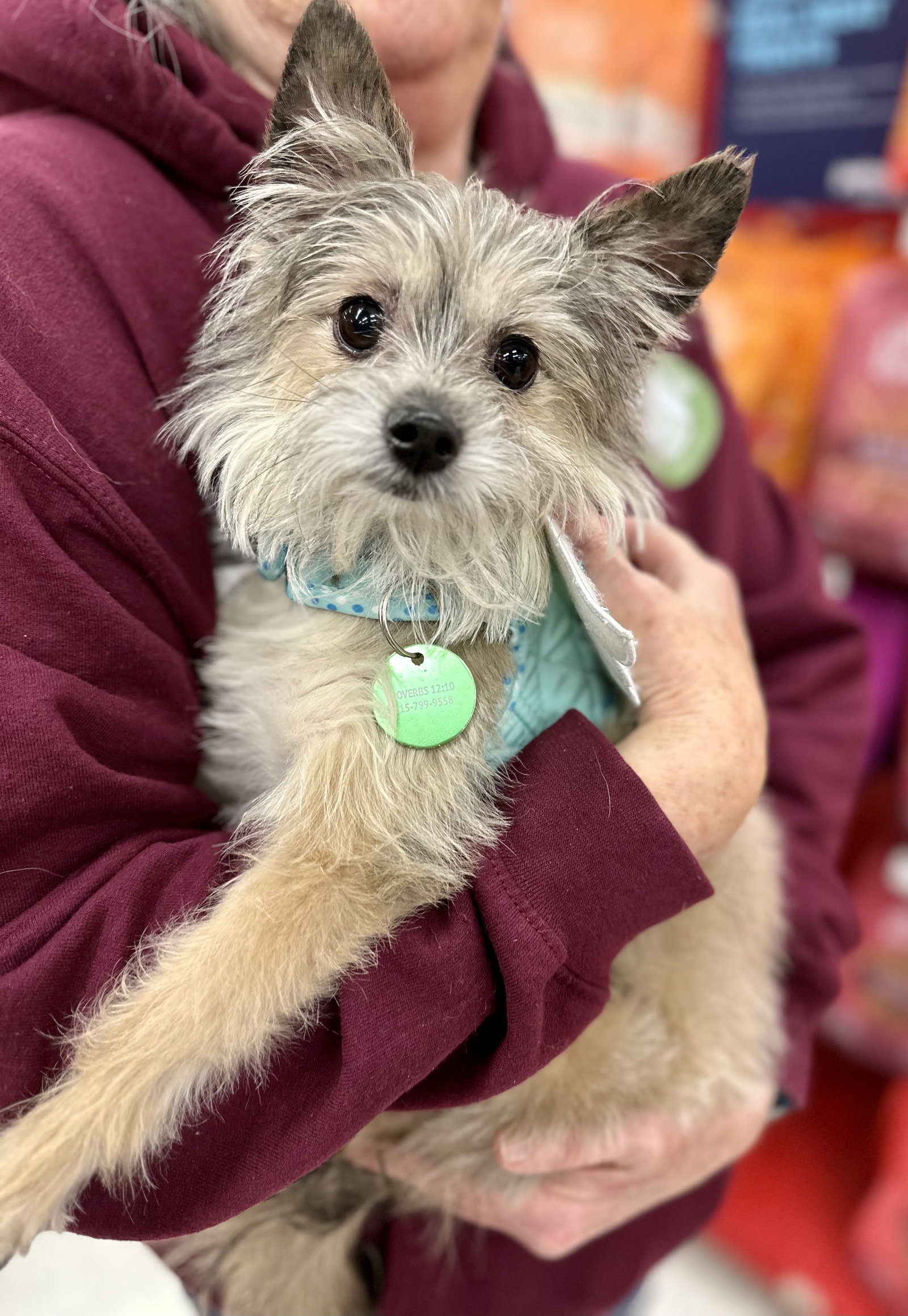 Dog for Adoption Chloe Faye, a Yorkshire Terrier Yorkie in Nashville